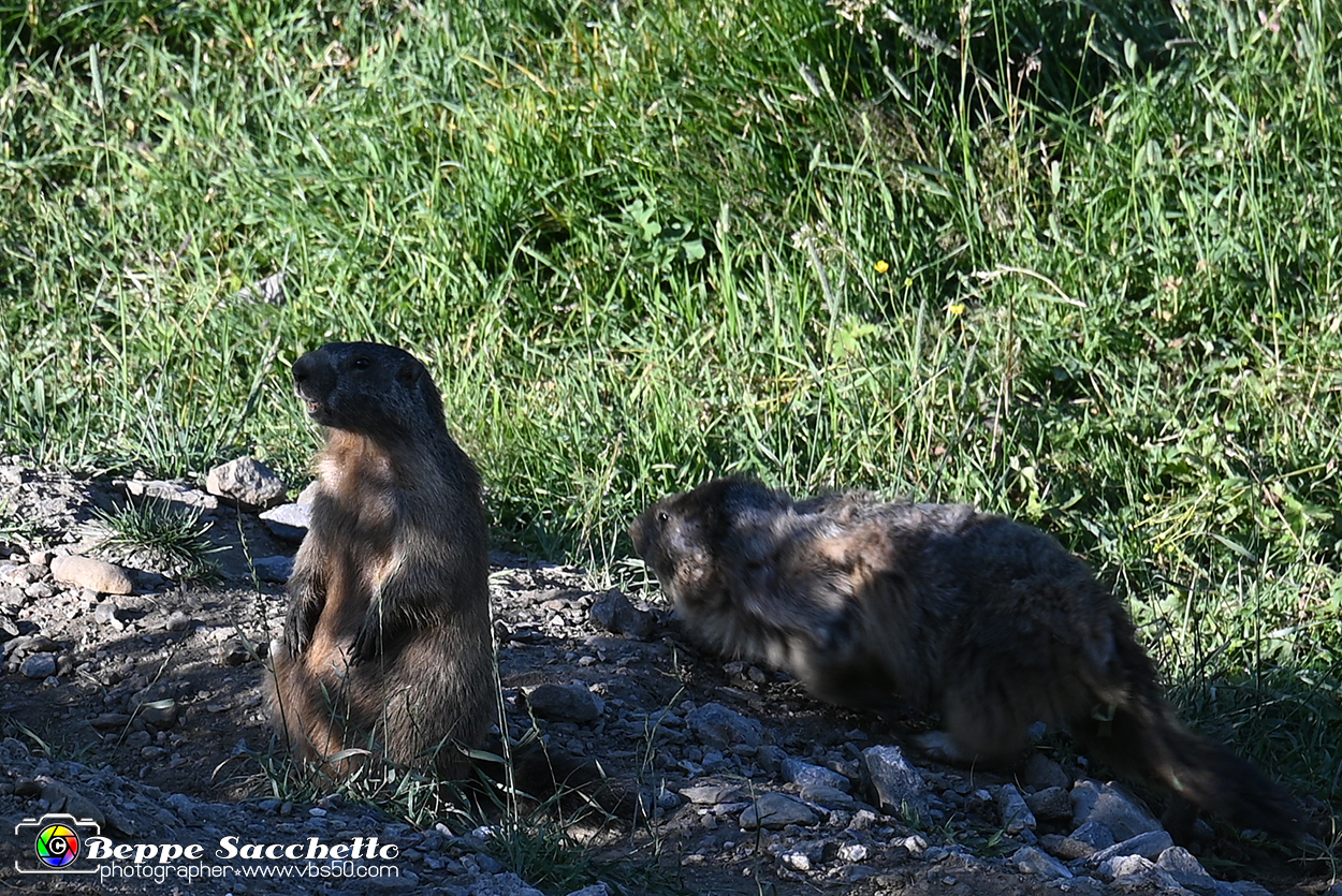 VBS_1 -  Plateau du Mont-Cenise, Grand Croix, Marmotte_-_0048 mt.jpg